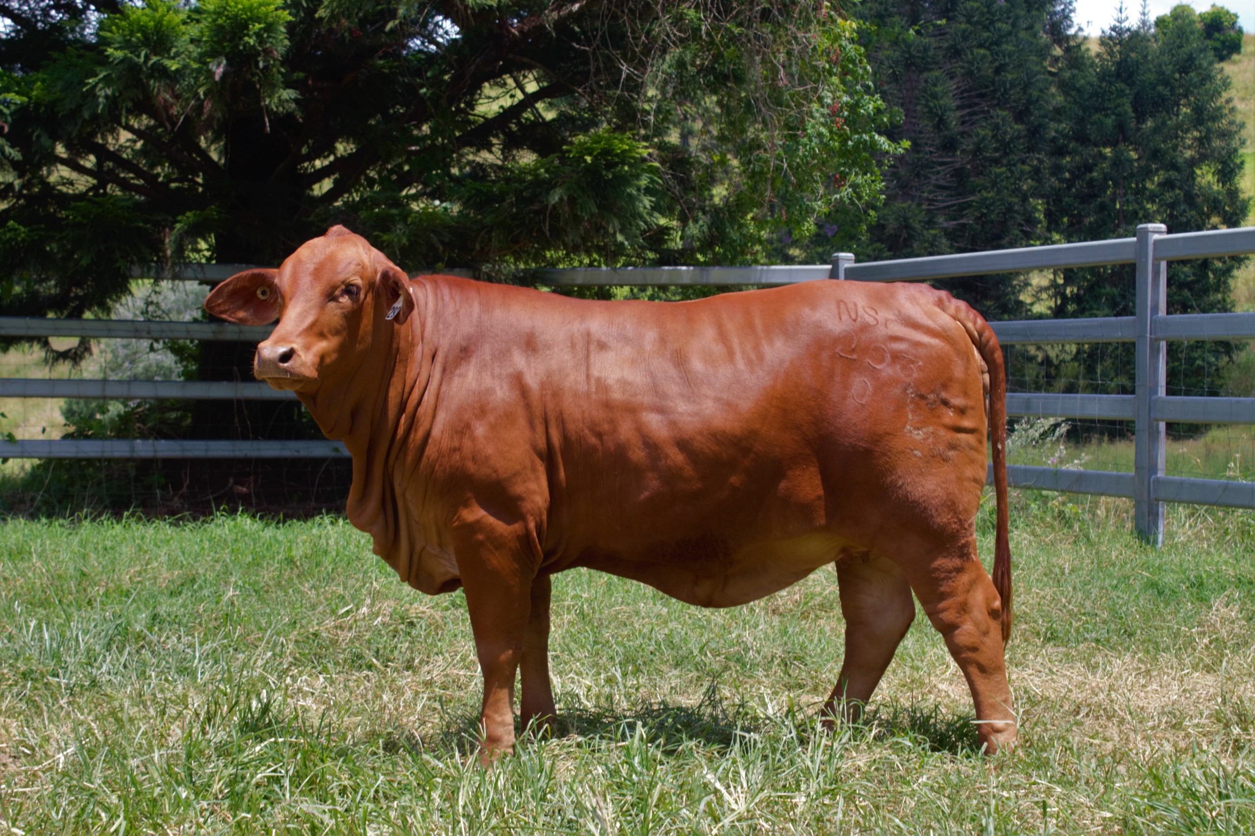 Farogan Valley at the National Droughtmaster Female sale
