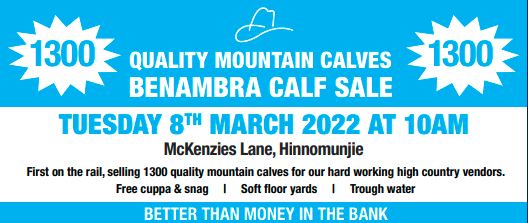 QUALITY MOUNTAIN CALVES BENAMBRA CALF SALE
