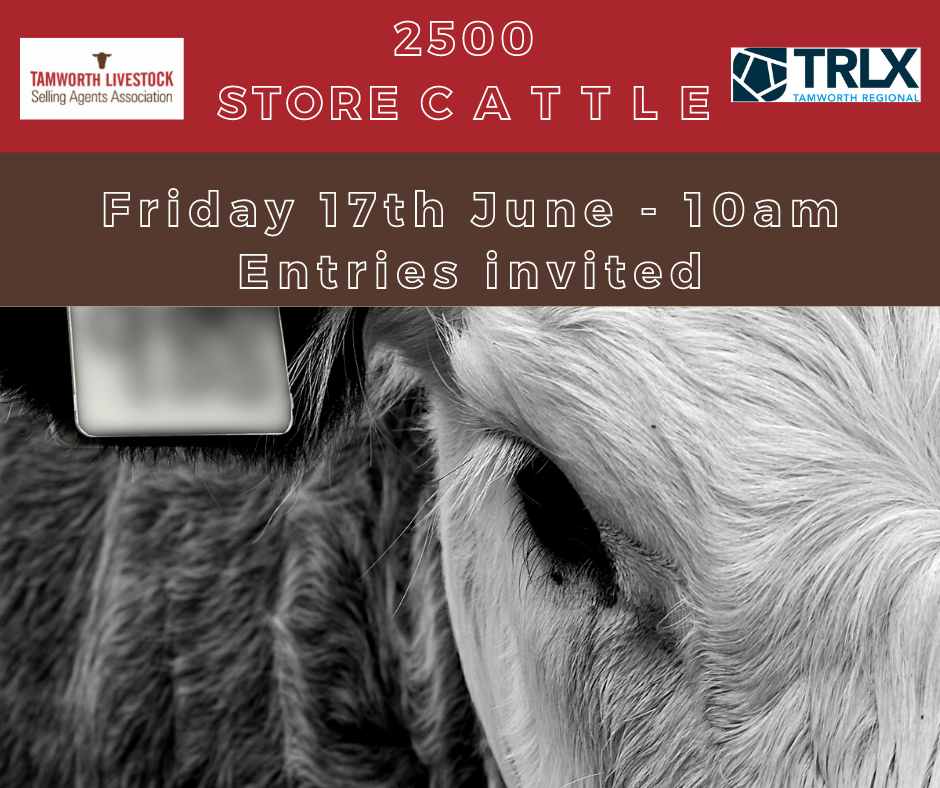 End of Financial Year Store Cattle Sale