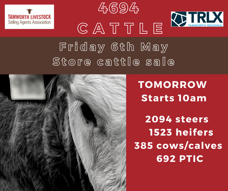 Tamworth Fortnightly Store Cattle Sale