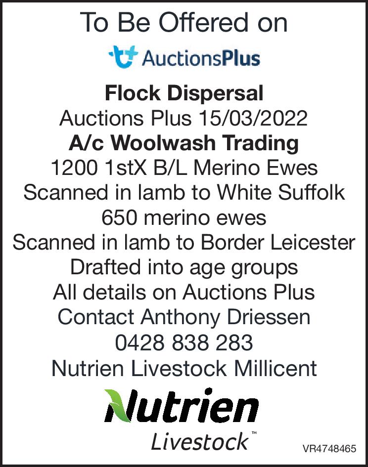 Flock Dispersal Auctions Plus - Woolwash Trading