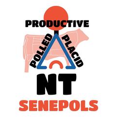 NT Senepol sale