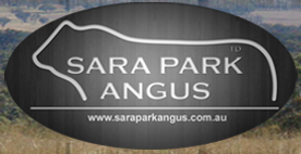 Sara Park Angus Bull Sale