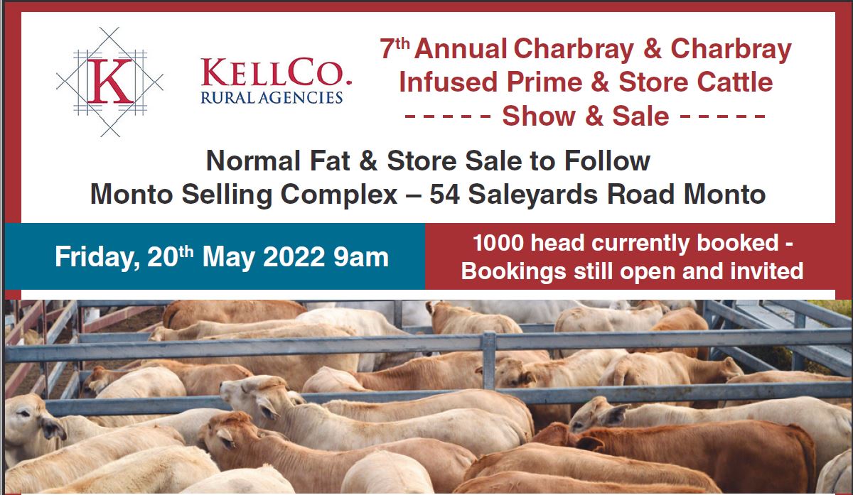 Annual Charbray Prime & Store Sale. Monto Saleyards