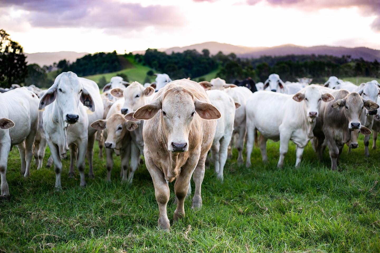 Toogoolawah Annual Weaner Show & Sale