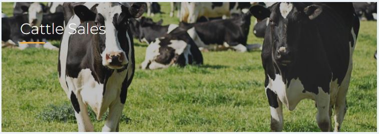 Aussie Land & Livestock - Weaner Show & Sale