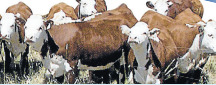 Wodonga Special Store Cattle Sale