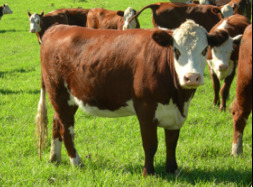 Bega Store Cattle Sale