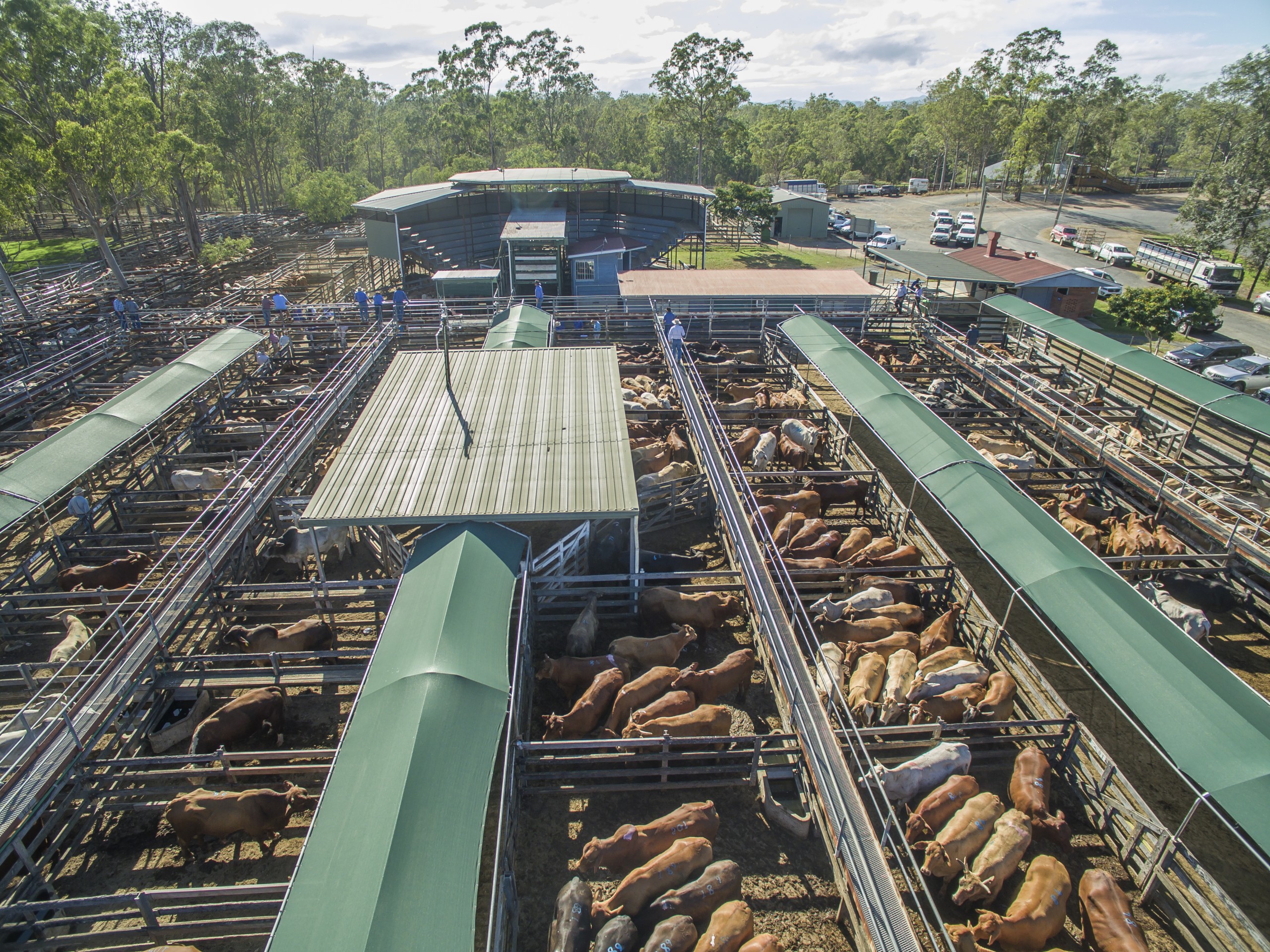 Gympie Cattle Sale - Sullivans Livestock