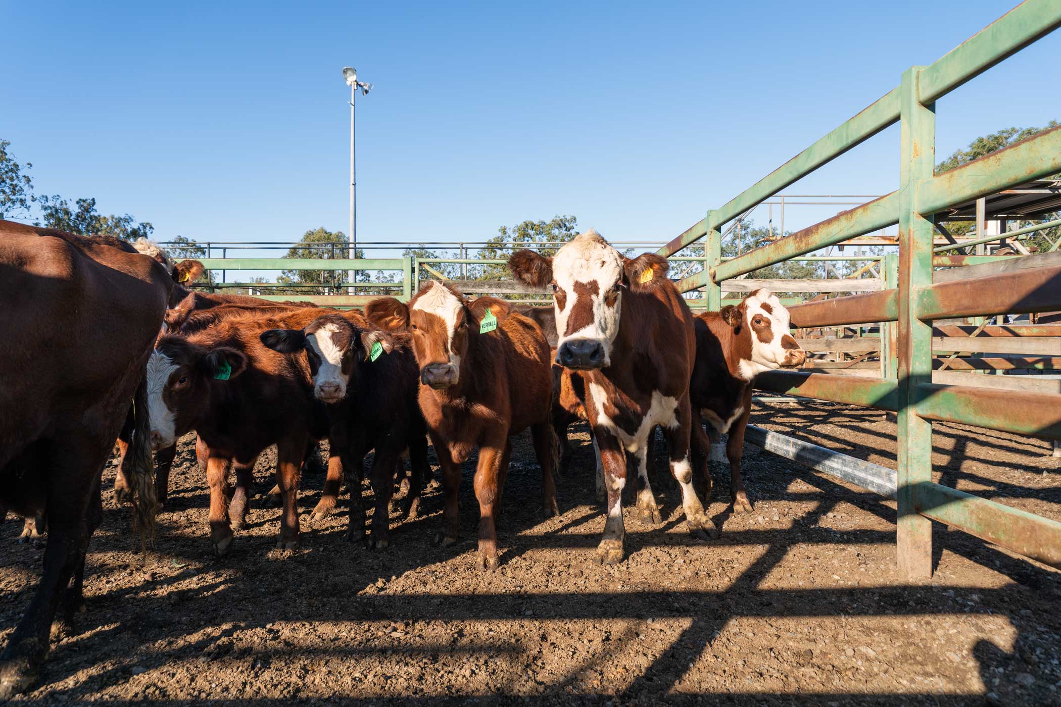 Beaudesert Weaner & Store Sale. Bartholomew & Co