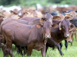 Eidsvold - Full Herd Dispersal