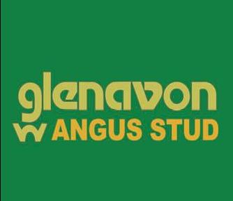 Glenavon Angus Bull Sale