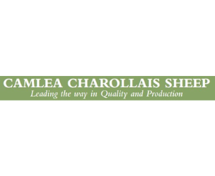 Camlea Charollais Ram Sale