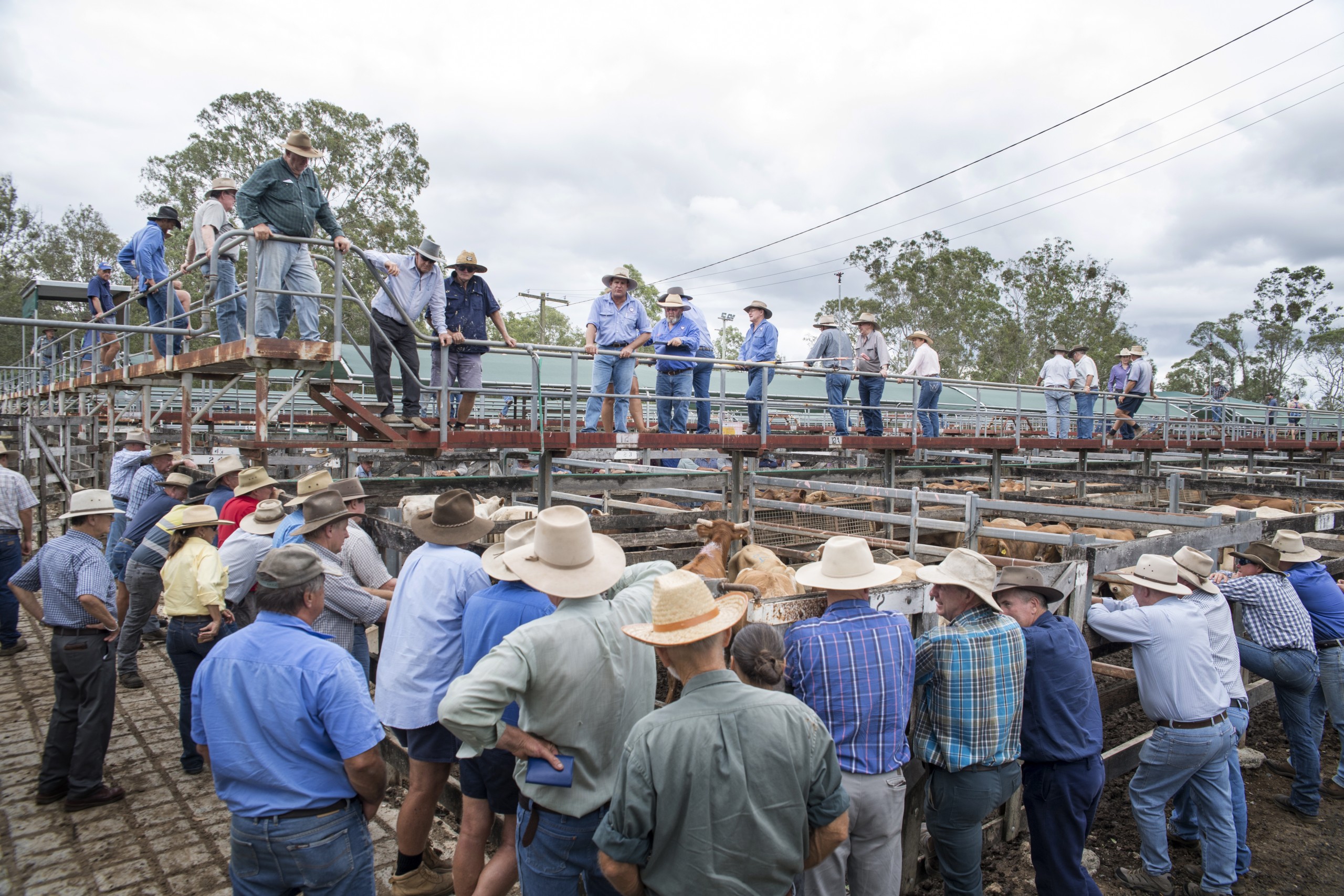 Gympie Liveweight Weaner Sale