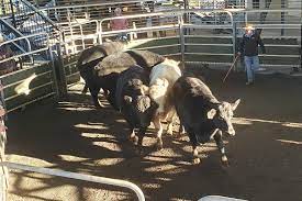 GRAFTON LIVEWEIGHT STORE CATTLE SALE
