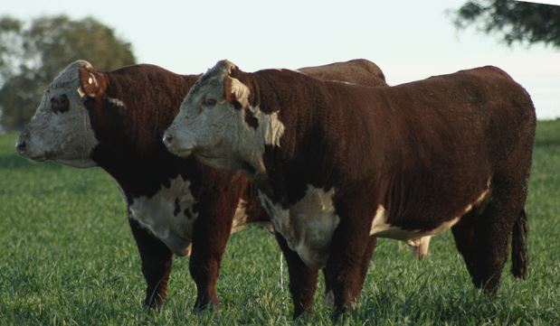 Truro Whiteface Hereford Bull Sale