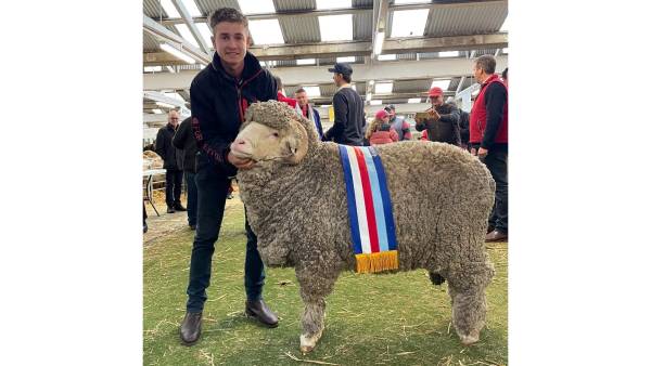 Top honours for Glenpaen Merino stud at the Victorian Sheep and Wool show