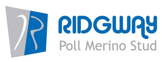 Ridgway Poll Merino ram sale