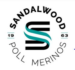 Sandalwood Poll Merino ram sale
