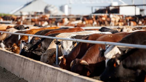 Managing feed costs to maintain productivity