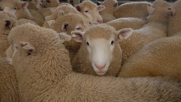 Lambs later and lighter | Market Murmurs