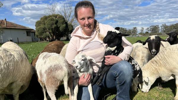 Small meat sheep breed offers quirky alternative for Melissa Bell
