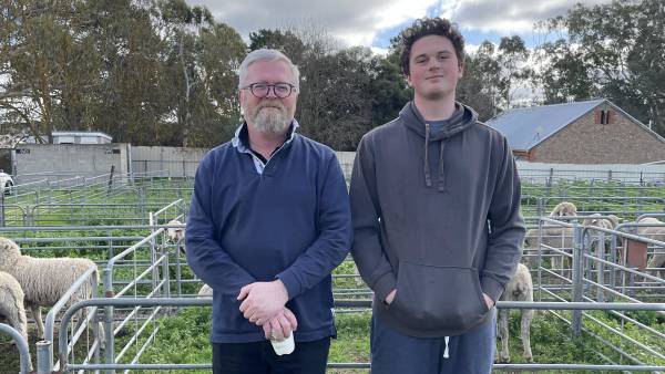 Lamb market indicators ease across Australia