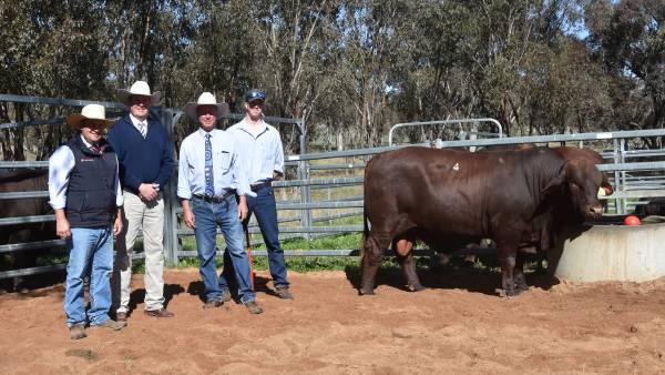 Studs from NSW and Queensland pay top dollar for Watasanta sires
