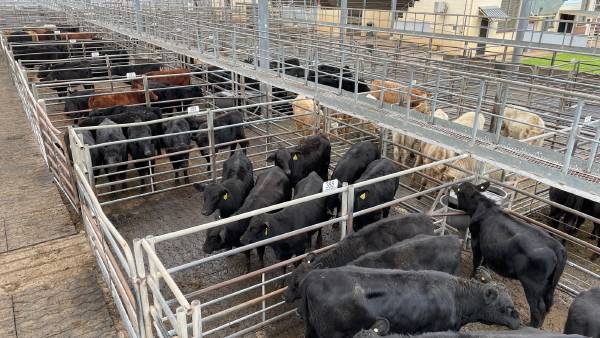 PTIC females a highlight at Dubbo store sale