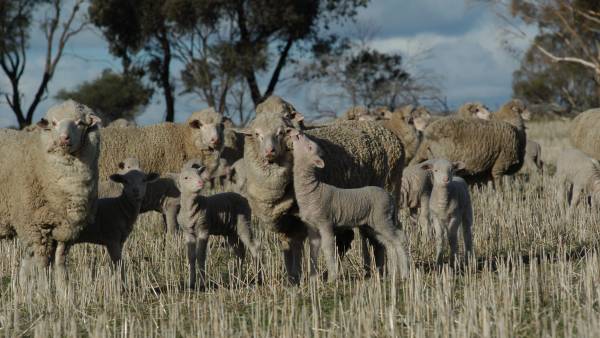 WA sheep producers are leading the way