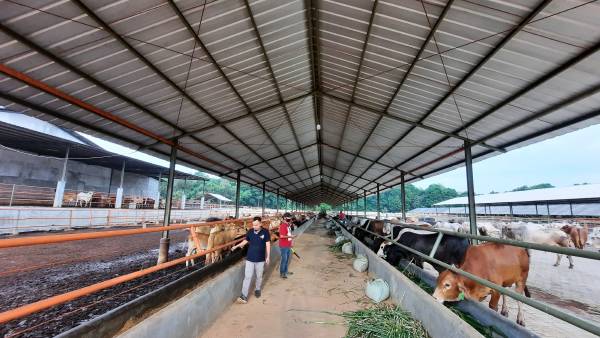 The struggles Indo feedlots are facing right now