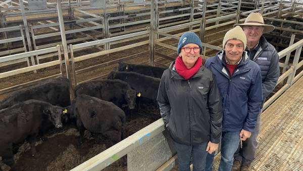 Cattle buyer confidence back on track at Carcoar