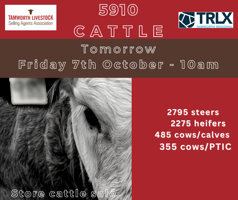 Tamworth Store Cattle Sale
