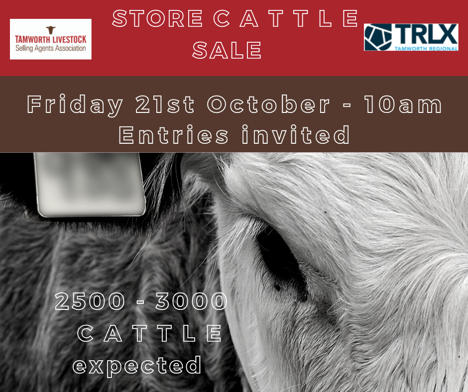 Store Cattle Sale