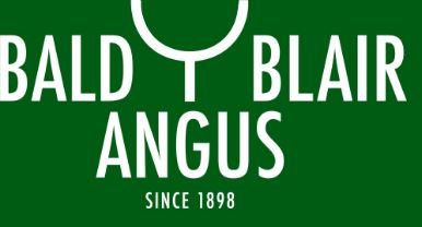 Bald Blair Angus Female Sale