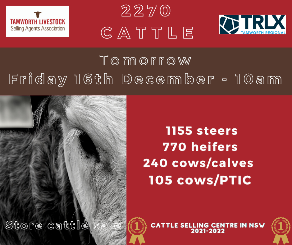 End of Year Store Cattle Sale