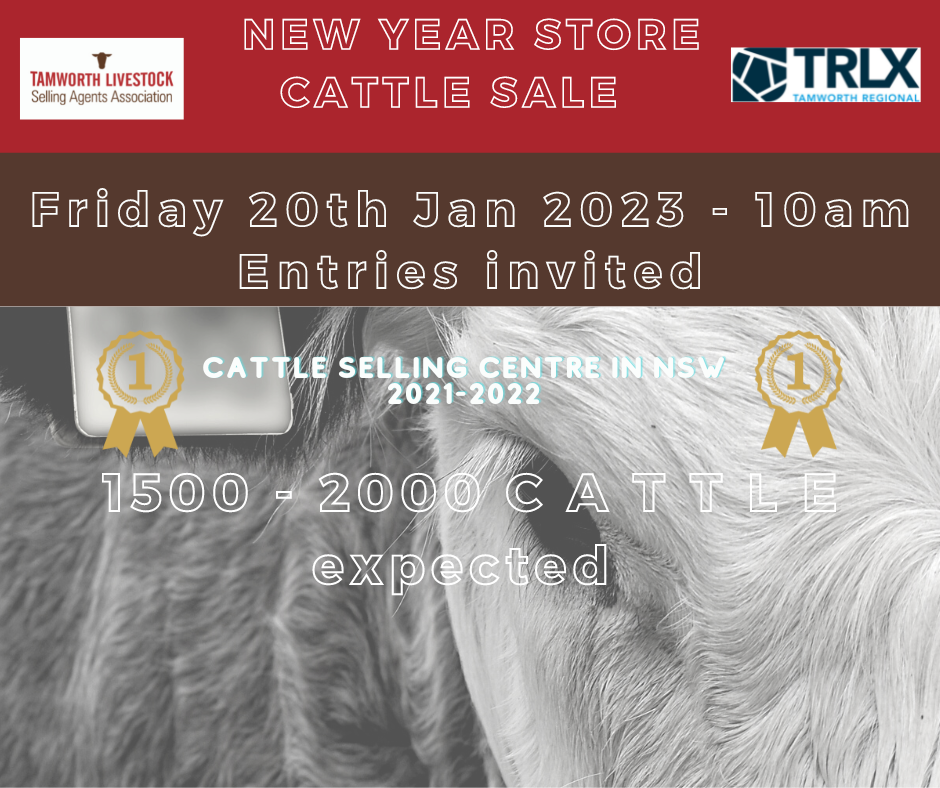 New Year Store Cattle Sale