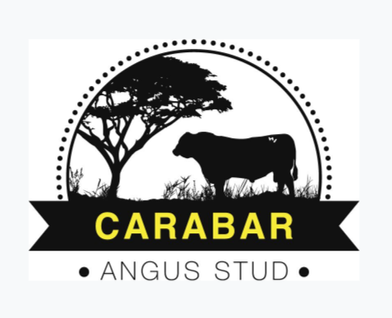 Carabar Angus Bull Sale