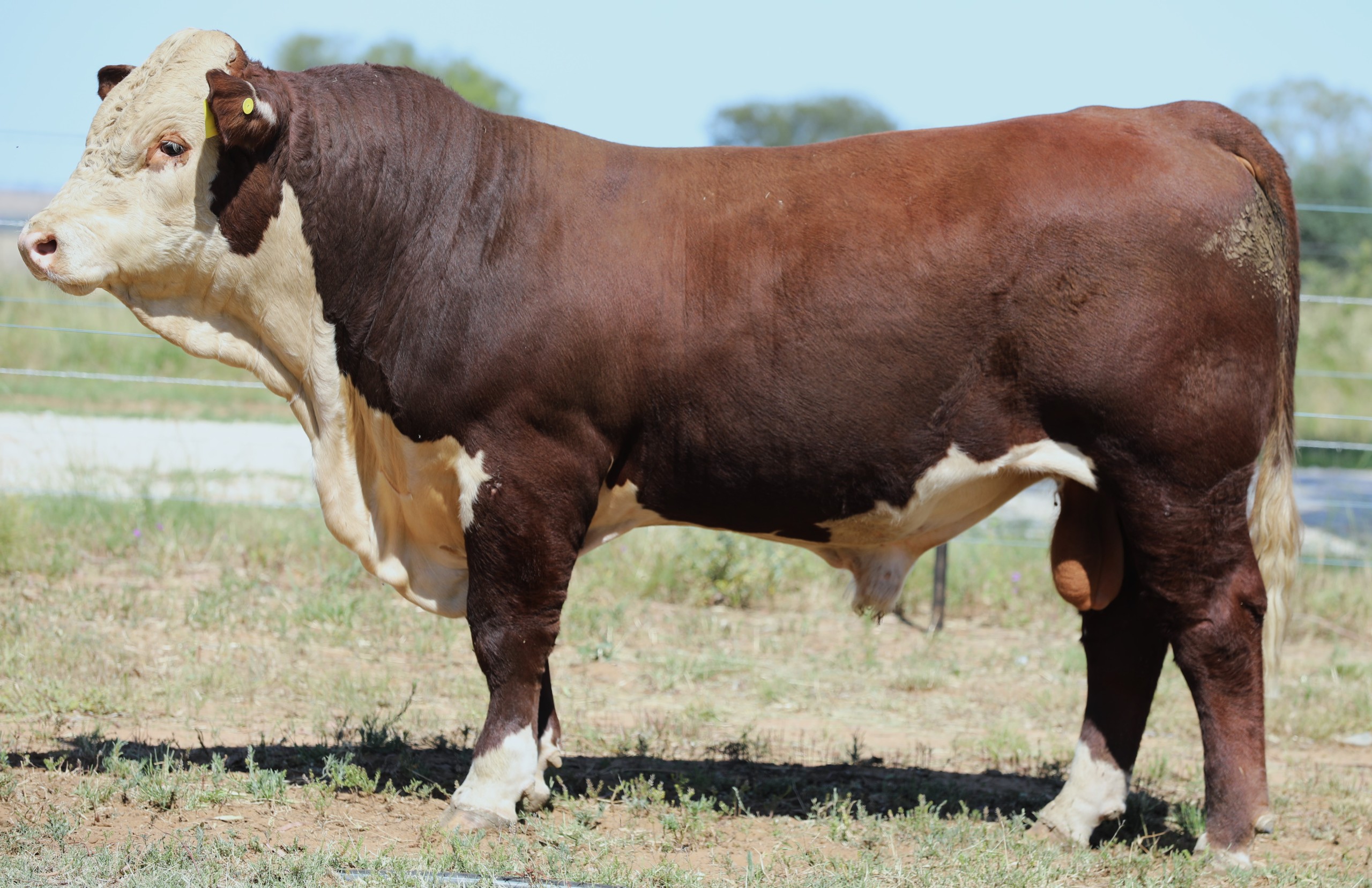 Truro Herefords 2023 Bull sale