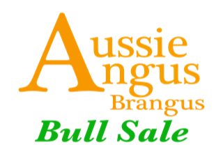 Aussie Angus and Brangus Bull Sale