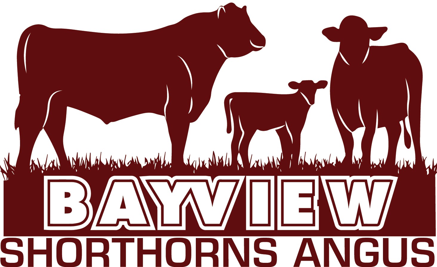 Bayview Shorthorn Sale