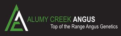 Alumy Creek Angus Bull Sale