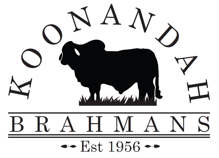 Koonandah Brahmans Annual Bull Sale