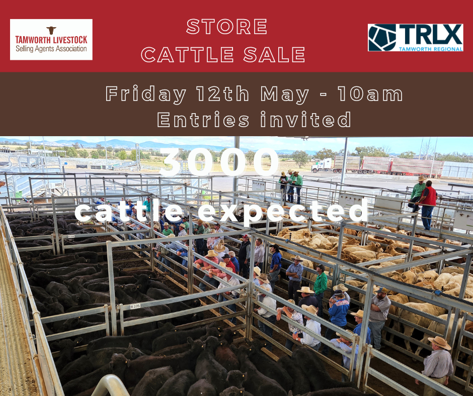 Special Store Cattle Sale