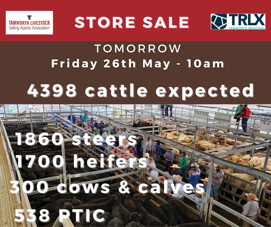 Special Store Cattle Sale