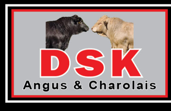 DSK Angus Bull sale