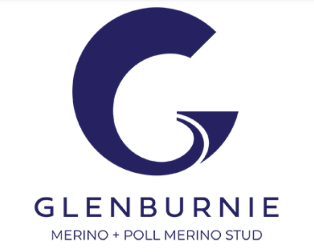 Glenburnie Merinos Ram sale