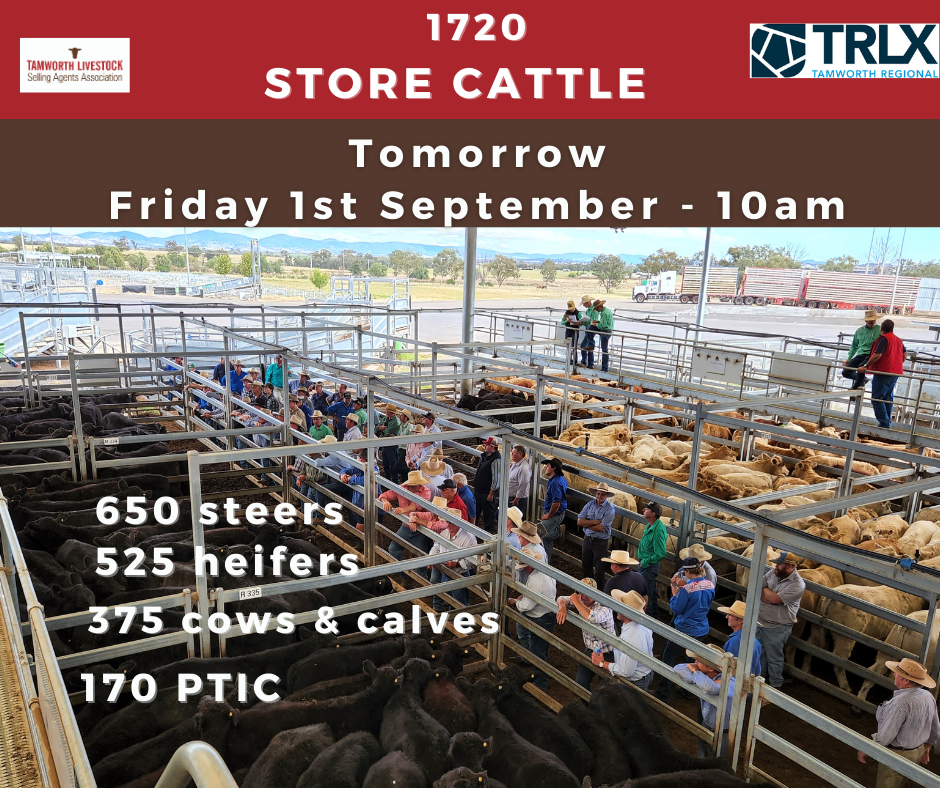 Spring Store Cattle Sale