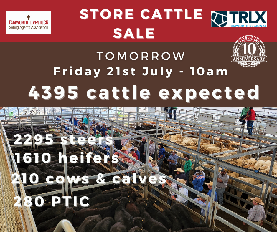 Store Cattle Sale