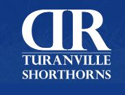 Turanville Shorthorn Bull Sale
